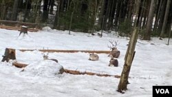 卧在雪地里的驯鹿,待遇和大熊猫比,如天壤之别。(美国之音/李北平摄)