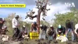 လိပ်အကောင်ရေ(၁၀၀)ကျော် အီကွေဒေါမှာ ဘေးမဲ့လွှတ် လိပ်အကောင်ရေ(၁၀၀)ကျော် အီကွေဒေါမှာ ဘေးမဲ့လွှတ်