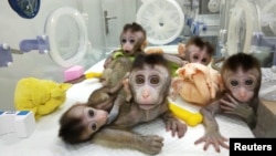 中国科学家在上海展示的生物节律紊乱体细胞克隆猴(2019年1月4日)