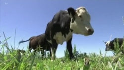 基因编辑对农业世界产生影响 基因编辑对农业世界产生影响