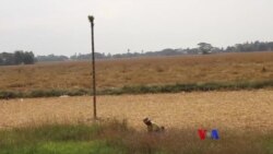 ဆောင်းတွင်း ရောဂါများ ဆောင်းတွင်း ရောဂါများ