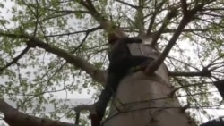 非洲的猴面包树果实引领全球热潮 非洲的猴面包树果实引领全球热潮