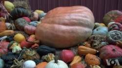 走进美国: 美国秋季最受欢迎的南瓜节 走进美国: 美国秋季最受欢迎的南瓜节