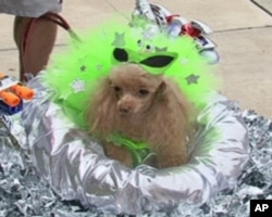 "希斯巴公主"准备参加外星宠物化装比赛