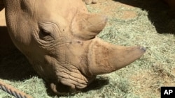 美国加州圣地亚哥动物园的一只犀牛。据非洲野生动物基金会统计,对犀牛角的需求每年导致1000多头犀牛死亡。(2018年5月17日)
