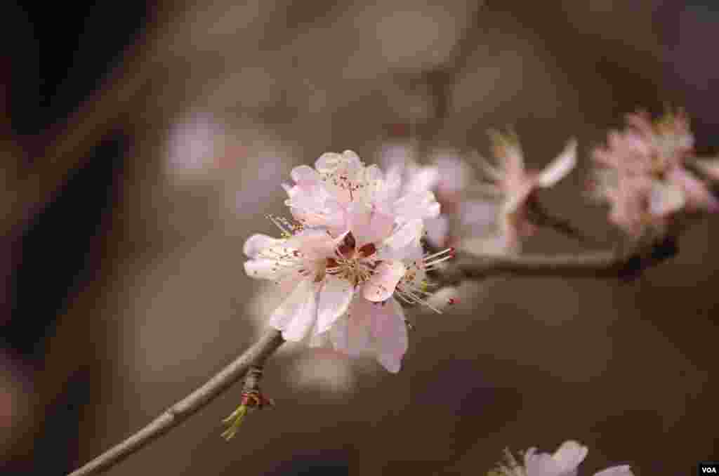 玉渊潭中盛放的樱花 (曾谙 摄于2016年3月21日)