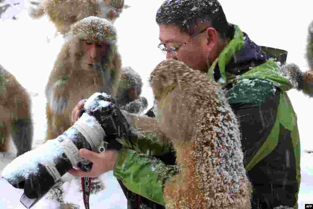 2018年1月6日,中国河南省济源市五龙口自然保护区降雪期间,有人照相,猕猴也来凑热闹。