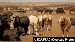 资料照片：德克萨斯州坎宁的一处养牛场。(照片来自美国农业部农业生产与自然保护计划)