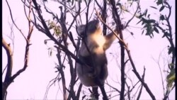 澳大利亚考拉太多树不足 澳大利亚考拉太多树不足