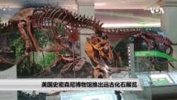 美国史密森尼博物馆推出远古化石展览 美国史密森尼博物馆推出远古化石展览