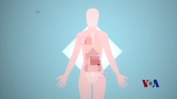 关于脂肪的新发现可能导致治疗癌症新法