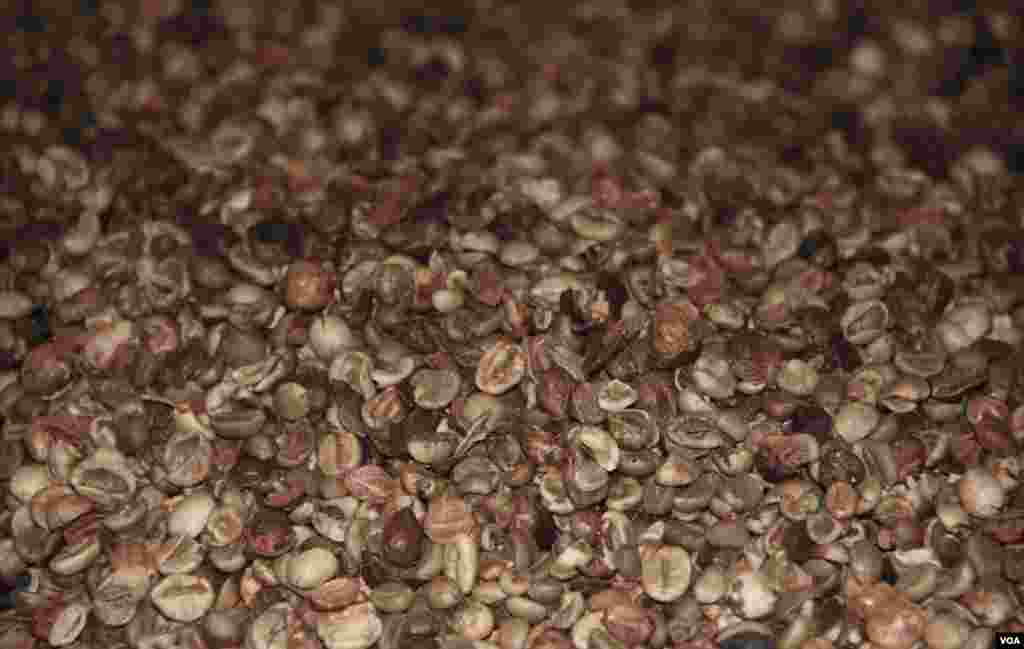 Hạt cà phê chưa phân loại tại nhà máy. (D. Schearf/VOA)