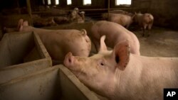 图为中国北方河北省庞的一个养猪场。在中国爆发非洲猪瘟后,猪肉供应量大跌。(2019年5月8日)