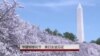 华盛顿樱花节：美日友好象征