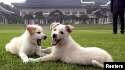 Hai chú khuyển Pungsan được Bắc Hàn tặng Hàn Quốc năm 2000.