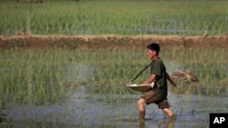资料照片:朝鲜平壤的一名农民正在给稻田施肥。(2017年6月13日)