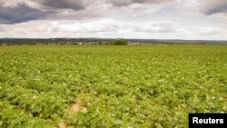 美国缅因州的土豆田 (资料照片)