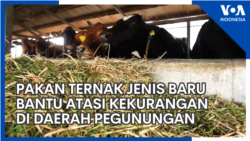 Pakan Ternak Jenis Baru Bantu Atasi Kekurangan di Daerah Pegunungan Pakan Ternak Jenis Baru Bantu Atasi Kekurangan di Daerah Pegunungan