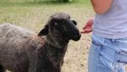 年轻农场主竞选明尼苏达州议员 年轻农场主竞选明尼苏达州议员