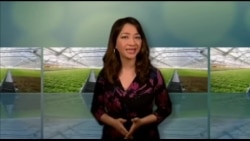 美国万花筒:屋顶温室为居民常年提供鲜嫩生菜 美国万花筒:屋顶温室为居民常年提供鲜嫩生菜