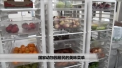 美国万花筒:国家动物园居民的美味菜单 美国万花筒:国家动物园居民的美味菜单