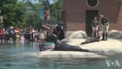 芝加哥动物园150周年纪念日 芝加哥动物园150周年纪念日