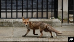 2020年4月29日英国因冠状病毒处于封锁状态,一只狐狸在伦敦唐宁街上行走。