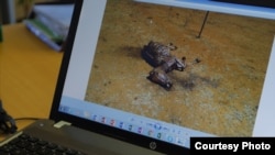 动物权利活动人士表示，这种情形已经严重上升到南非的驴子可能会在两年后消失殆尽。(美国之音卡西姆拍摄)