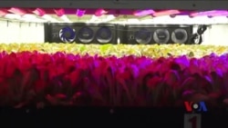 “垂直农业”让种植更经济环保 “垂直农业”让种植更经济环保