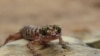 The Tenasserim Mountain bent-toed gecko is one of two new species of gecko discovered during a biodiversity survey in little-studied areas of Myanmar by Smithsonian and Fauna & Flora International scientists.