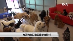 专为狗狗打造的豪华度假村 专为狗狗打造的豪华度假村