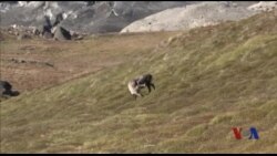 气候变化致北极地区蚊虫肆虐 气候变化致北极地区蚊虫肆虐