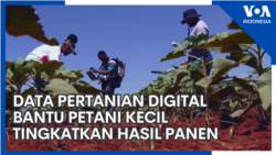 Data Pertanian Digital Bantu Petani Kecil Tingkatkan Hasil Panen Data Pertanian Digital Bantu Petani Kecil Tingkatkan Hasil Panen