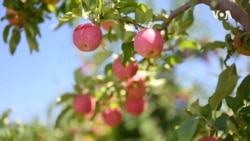 美中贸易战对美国果类行业影响如何? 美中贸易战对美国果类行业影响如何?