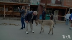 亚利桑那州着手解决美洲驴泛滥问题 亚利桑那州着手解决美洲驴泛滥问题