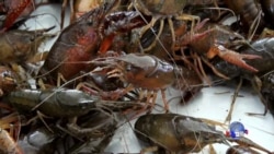 走进美国:揭秘美国路易斯安那州水煮小龙虾 走进美国:揭秘美国路易斯安那州水煮小龙虾