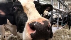 美墨加在G20峰会前签署新贸易协议 美墨加在G20峰会前签署新贸易协议