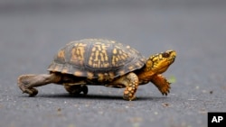 资料照片:在宾夕法尼亚州哈里斯堡的怀尔德伍德湖保护区,一只雄性东部箱龟穿过一条道路。(2009年5月2日)