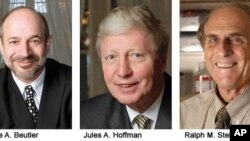 2011年诺贝尔医学奖得主:(从左至右)布鲁斯.比尤特勒 、朱尔斯.霍夫曼、拉尔夫.斯坦曼