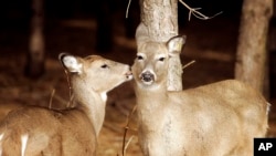 威斯康辛的白尾鹿(资料照)