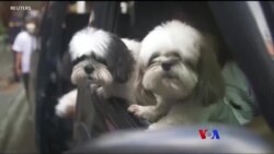 ခွေးမင်္ဂလာဆောင်နဲ့ စက္ကူဘုတ်ပြားနဲ့ လုပ်တဲ့ကား “ထူးခြားဆန်းပြားသတင်းများ”  ခွေးမင်္ဂလာဆောင်နဲ့ စက္ကူဘုတ်ပြားနဲ့ လုပ်တဲ့ကား “ထူးခြားဆန်းပြားသတင်းများ”