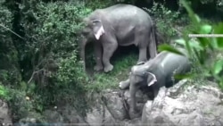 ထိုင်းနိုင်ငံမှာ တောဆင် ၁၁ ကောင် ရေတံခွန်ထဲ ပြုတ်ကျသေဆုံး ထိုင်းနိုင်ငံမှာ တောဆင် ၁၁ ကောင် ရေတံခွန်ထဲ ပြုတ်ကျသေဆုံး