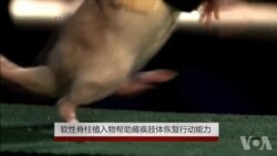 软性脊柱植入物帮助瘫痪肢体恢复行动能力 软性脊柱植入物帮助瘫痪肢体恢复行动能力