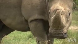 世界最后一头雄性北方白犀牛健康堪忧 世界最后一头雄性北方白犀牛健康堪忧