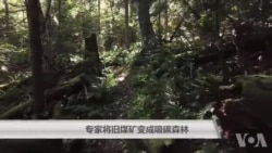 专家将旧煤矿变成吸碳森林 专家将旧煤矿变成吸碳森林