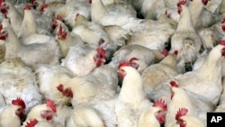 上海郊外的一家养鸡场(资料照片)