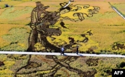 在中国辽宁省沈阳的收获季节,用各种稻谷组成的3D稻田画 “天女散花” (2017年9月20日)。该设计旨在促进该地区的旅游业,提高当地农民的收入。