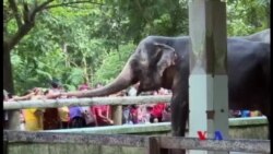 ပြည်သူ့အချစ်တော် ဆင်မကြီး မိုမို