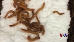 黄粉虫有助于降解塑料垃圾 黄粉虫有助于降解塑料垃圾