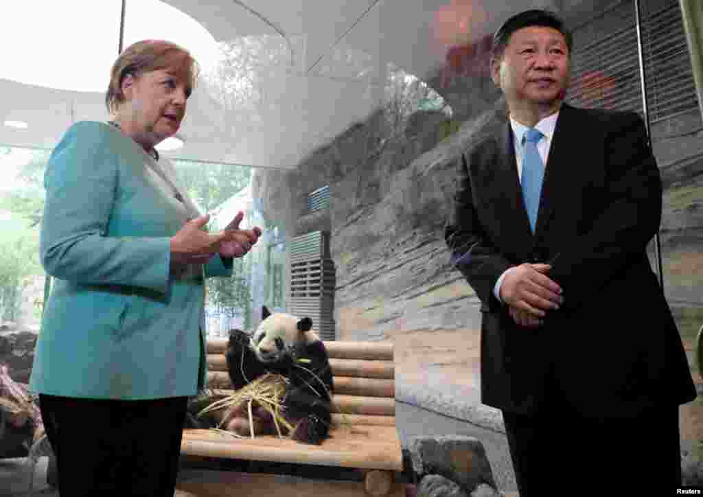 德国总理默克尔(Angela Merkel)和中国国家主席习近平于2017年7月5日在德国柏林动物园出席了中国熊猫"梦梦"和"娇庆"的欢迎仪式。目前在欧洲有大熊猫的国家有奥地利、英国、比利时、法国、德国、荷兰、西班牙和芬兰。